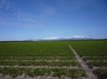 [VZ NZ Naked Scales field2.jpg]